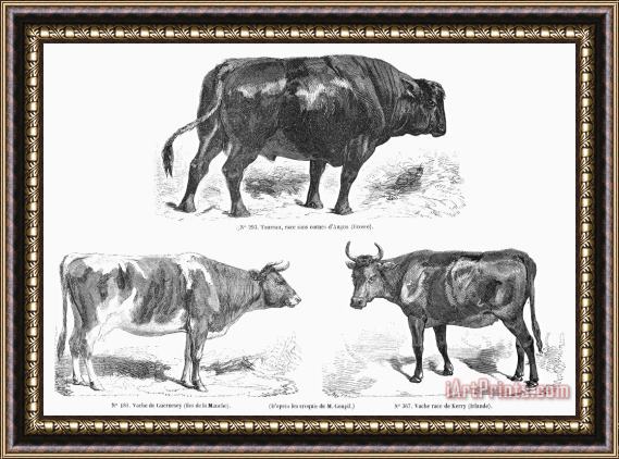 Others Cattle Breeds, 1856 Framed Painting