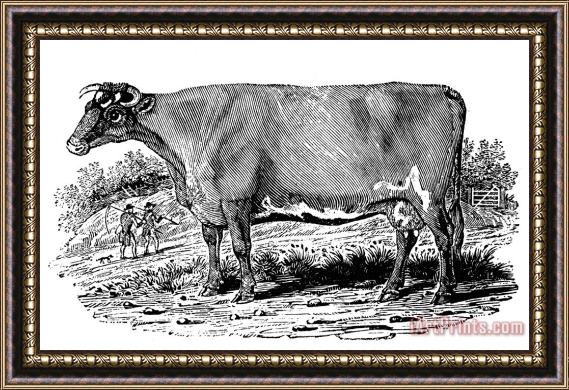 Others Cattle Framed Print