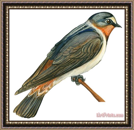 Others Cliff Swallow Framed Print