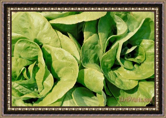 Others Closeup Of Boston Lettuce Framed Painting