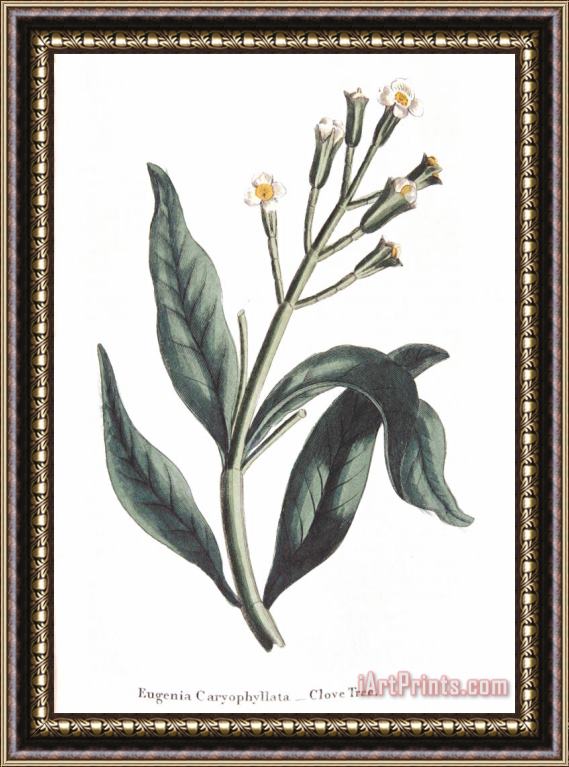 Others Clove Eugenia Aromatica Framed Painting