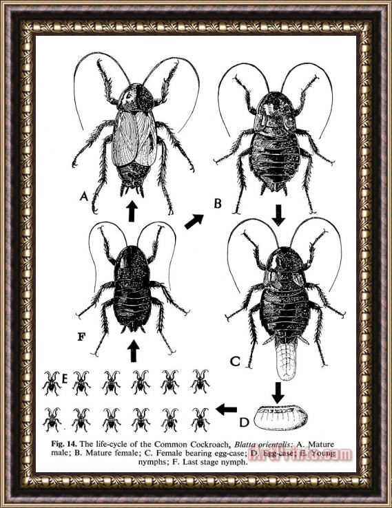Others Cockroaches Framed Painting