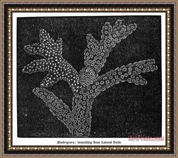 Others Coral Framed Print