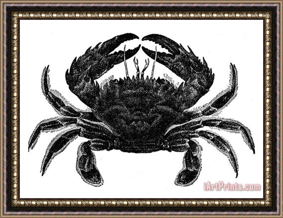 Others Crab Framed Painting