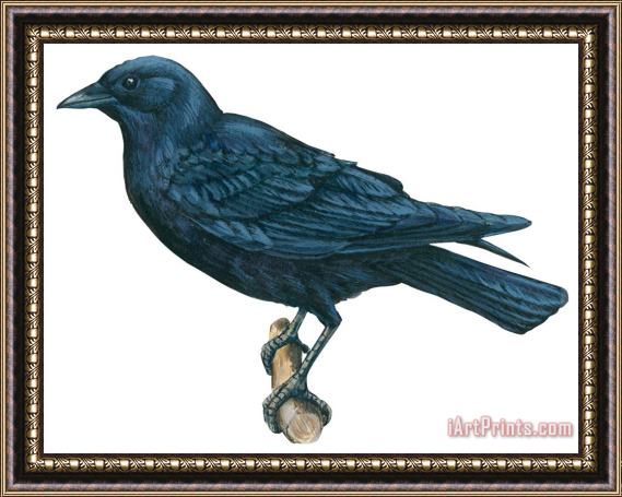 Others Crow Framed Painting