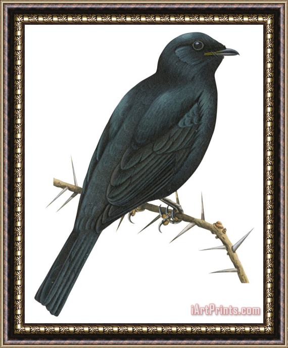 Others Cuckoo Shrike Framed Painting