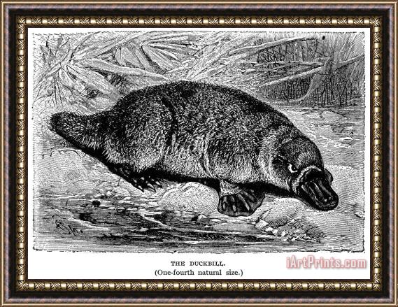 Others Duck-billed Platypus Framed Print