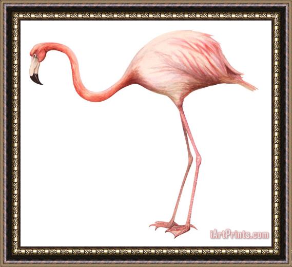 Others Flamingo Framed Print