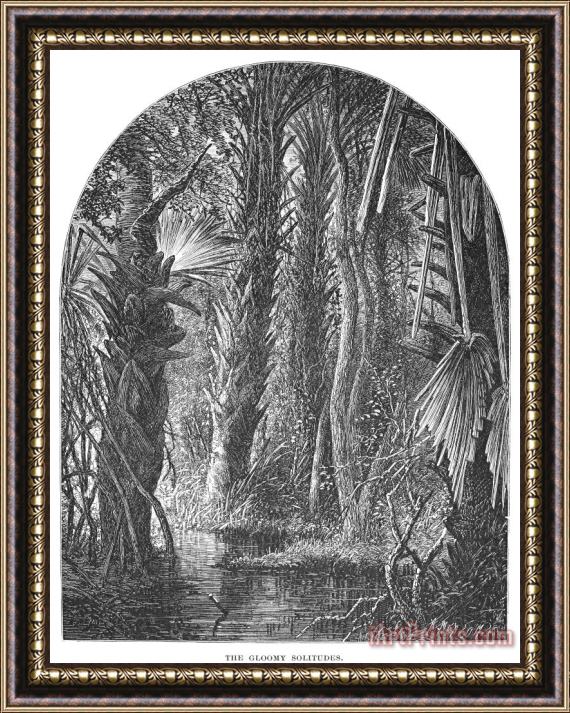 Others Florida: Swamp Framed Print