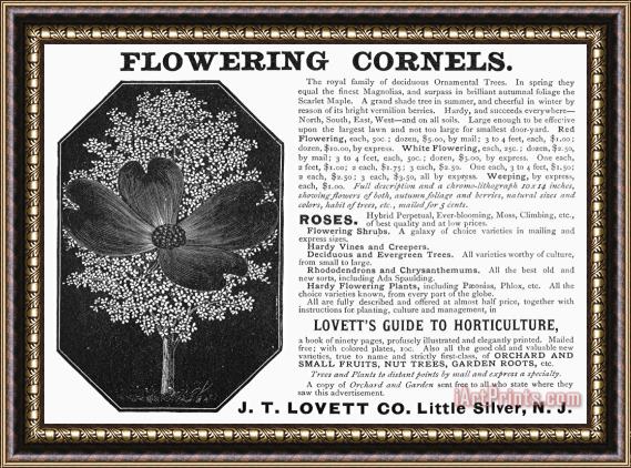 Others Flower Advertisement, 1890 Framed Painting