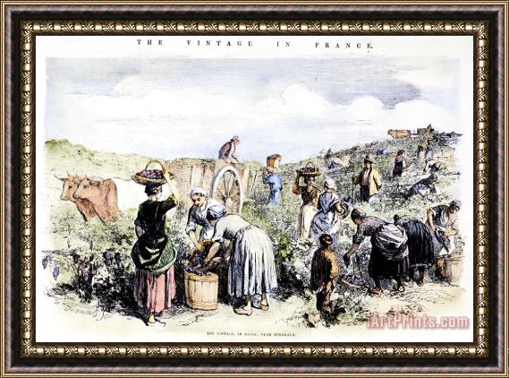 Others France: Grape Harvest, 1854 Framed Painting