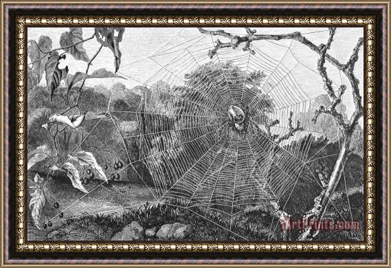Others Garden Spider Framed Print