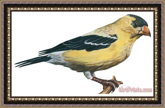 Others Goldfinch Framed Print