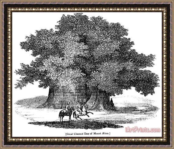 Others Great Chestnut Tree Framed Print