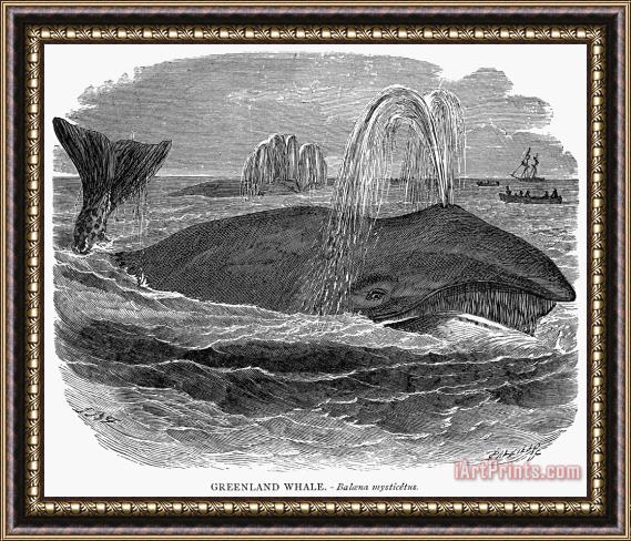 Others Greenland Whale Framed Print