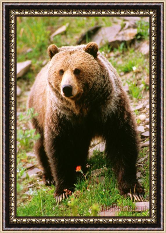 Others Grizzly Bear Framed Painting