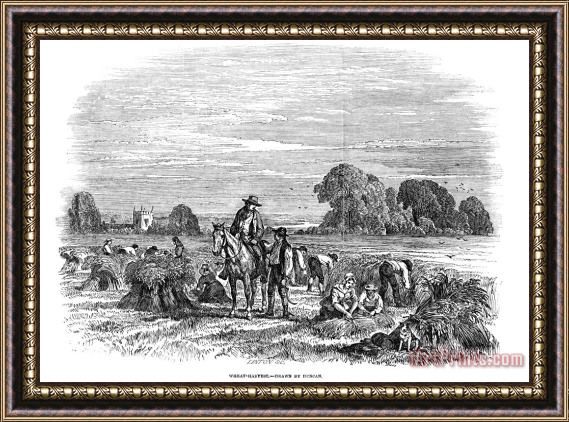 Others Harvesting Wheat Framed Print