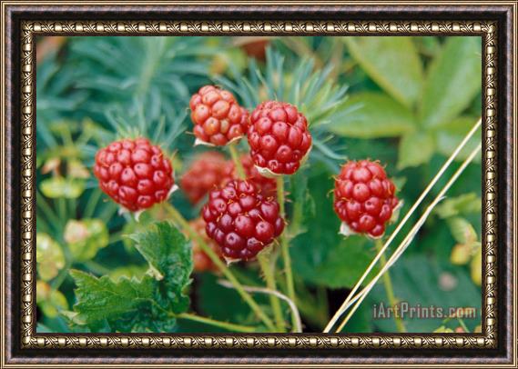 Others Highbush Blackberry Rubus Allegheniensis Grows Wild In Old Fields And At Roadsides Framed Print