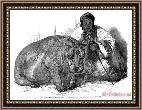 Others Hippopotamus: London Zoo Framed Painting
