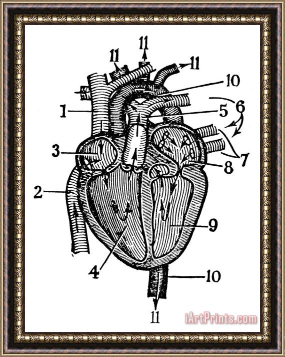 Others Human Heart Framed Painting