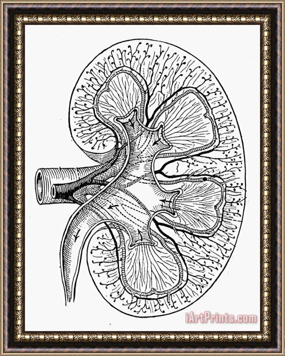 Others Human Kidney Framed Print
