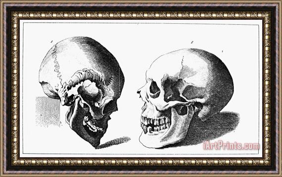 Others Human Skull Framed Painting