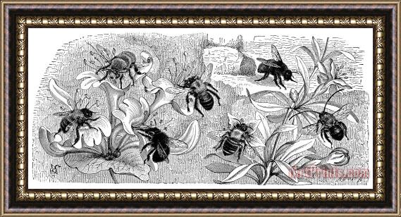Others Insects: Bees Framed Painting