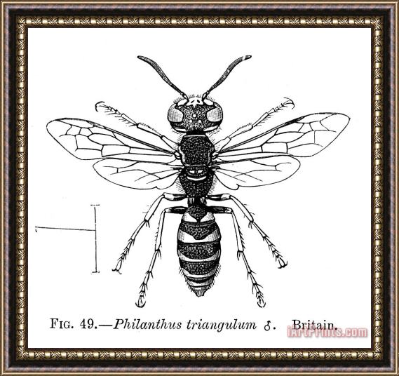 Others Insects: Wasps Framed Print