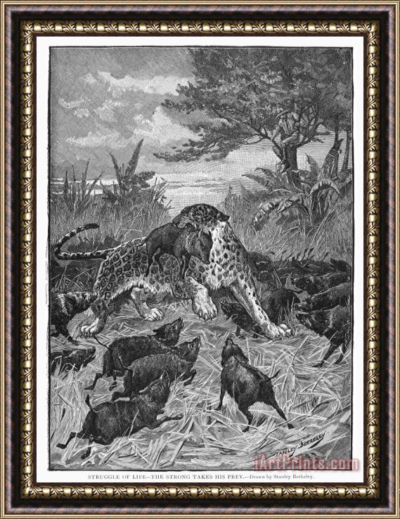 Others Leopard Framed Print
