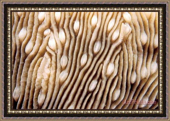 Others Maldives Texture Montipora Danae Framed Painting