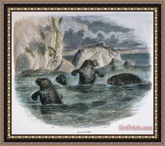 Others MANATEE, 19th CENTURY Framed Painting