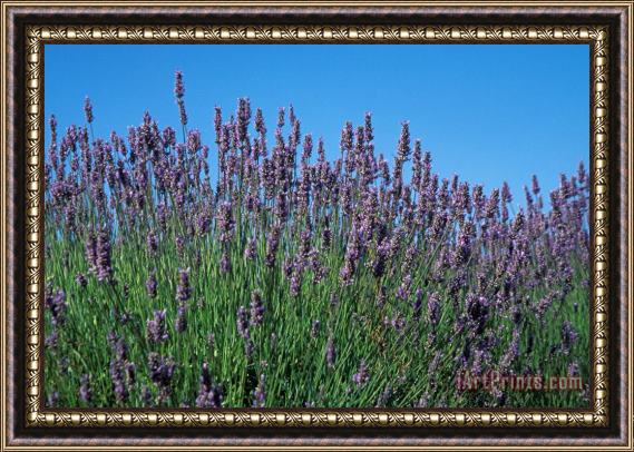 Others Organic Lavender Framed Painting