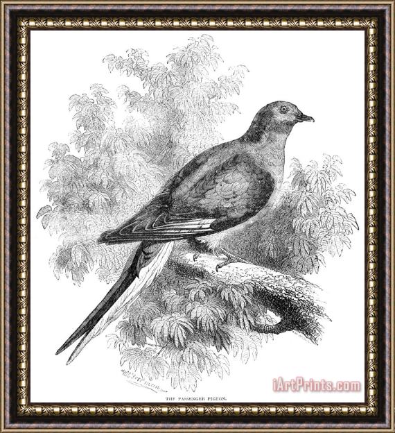 Others Passenger Pigeon Framed Painting