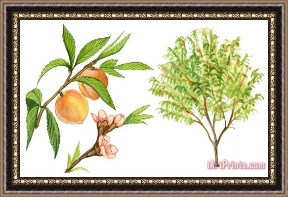 Others Peach Tree Framed Print