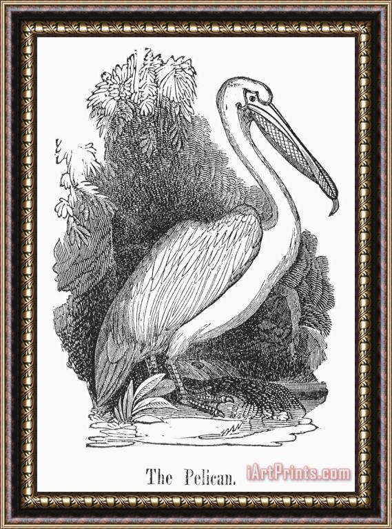 Others Pelican Framed Painting
