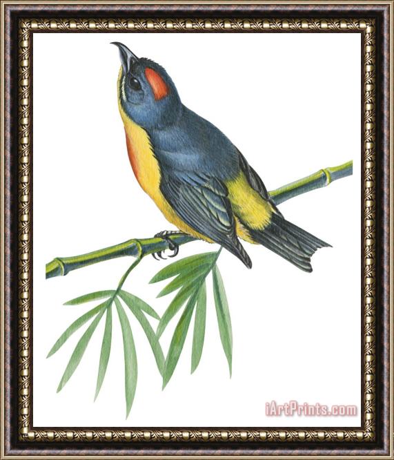 Others Philippine Flowerpecker Framed Print