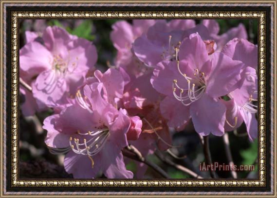Others Pink Wildflowers Framed Painting