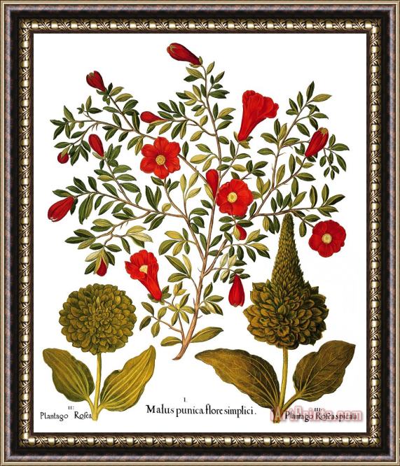 Others Pomegranate, 1613 Framed Painting