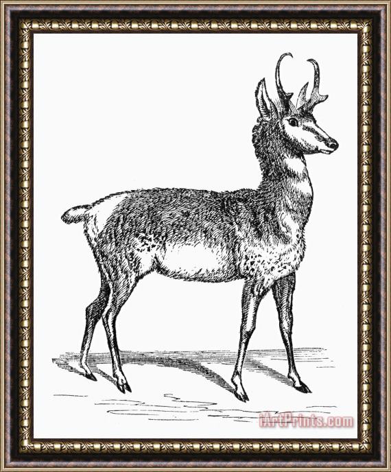 Others Prong-horn Antelope Framed Painting