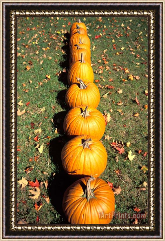 Others Pumpkins In A Row Framed Painting