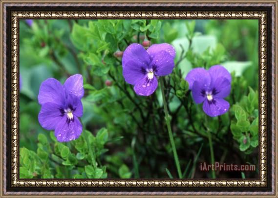 Others Purple Wild Flowers Framed Print