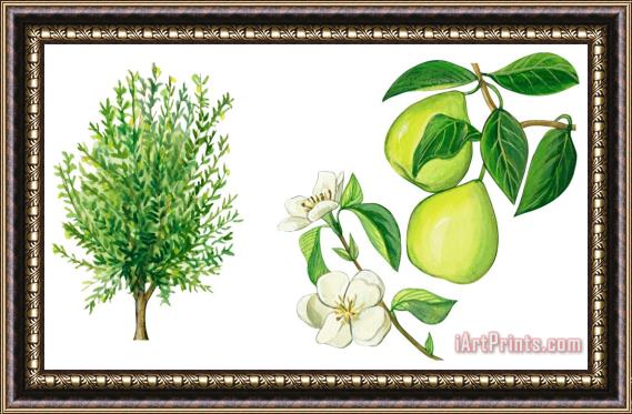 Others Quince Tree Framed Painting