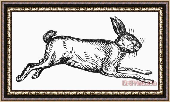 Others Rabbit Framed Print
