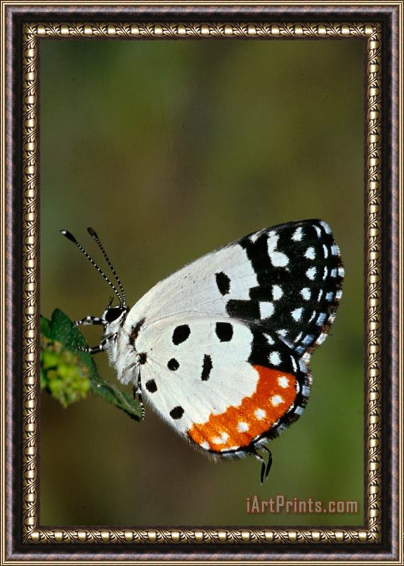 Others Red Pierrot Butterfly Framed Painting
