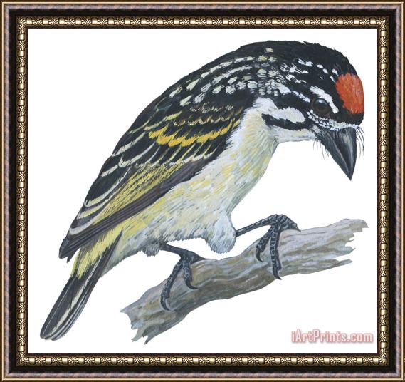 Others Red Ronted Tinkerbird Framed Print