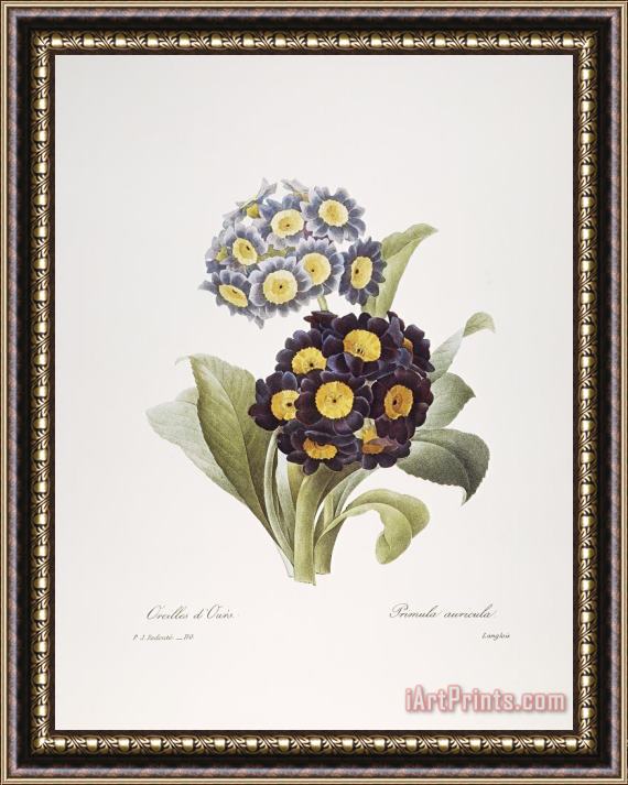 Others Redoute: Auricula, 1833 Framed Print