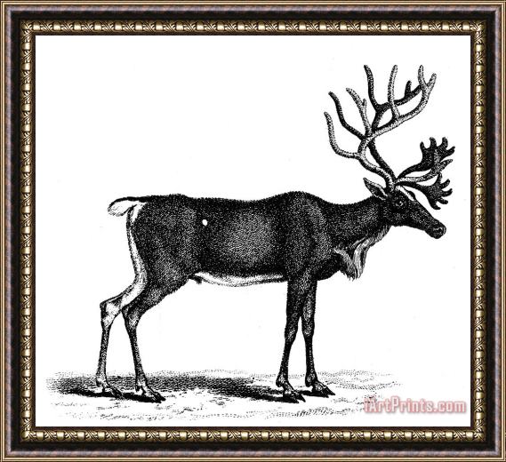 Others Reindeer/caribou Framed Painting
