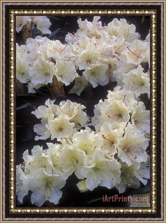 Others Rhododendrons Framed Print