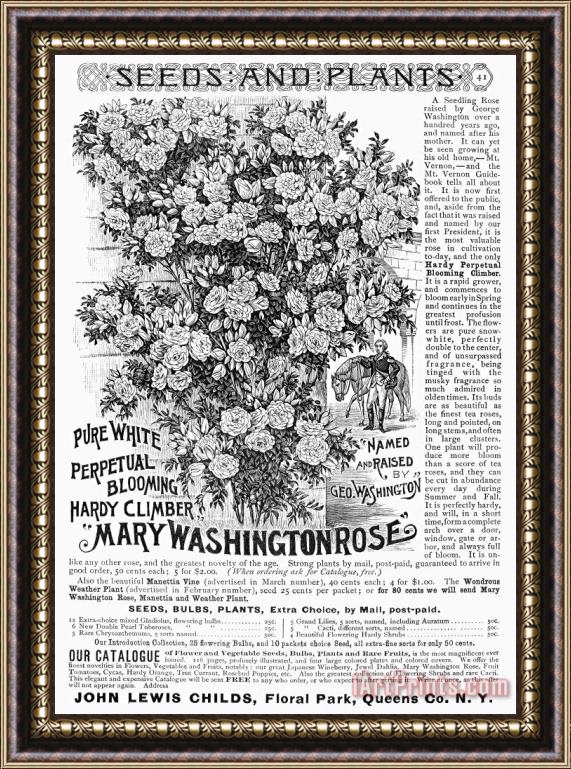 Others Rose Advertisement, 1890 Framed Print