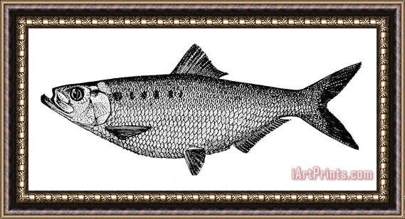 Others Shad Framed Print